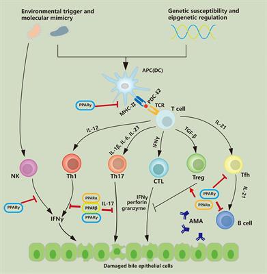 Peroxisome Proliferator-Activated Receptors Regulate Hepatic Immunity and Assist in the Treatment of Primary Biliary Cholangitis